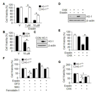 The expression of HO-1 is an important for Erastin-induced ferroptotic cell death.