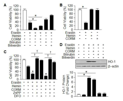 Hemin and CORM accelerate Erasitn-induced ferroptotic cell death in HT-1080 fibrosacoma cells.