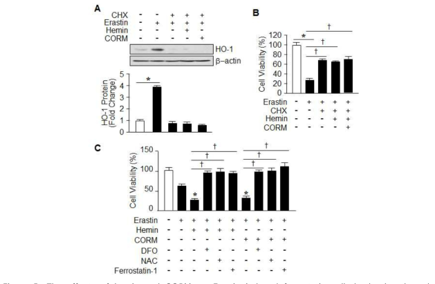 The effects of hemin and CORM on Erastin-induced ferroptotic cell death play through the induction of HO-1 expression.