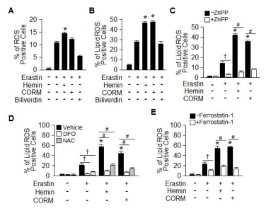 Hemin and CORM accelerate the accumulation of lipid peroxidation in the presence of Erastin.