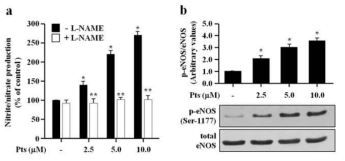 Effects of Pts on NO production and eNOS activation