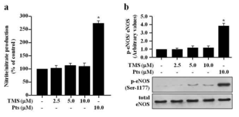 Effects of TMS on NO production and eNOS activation