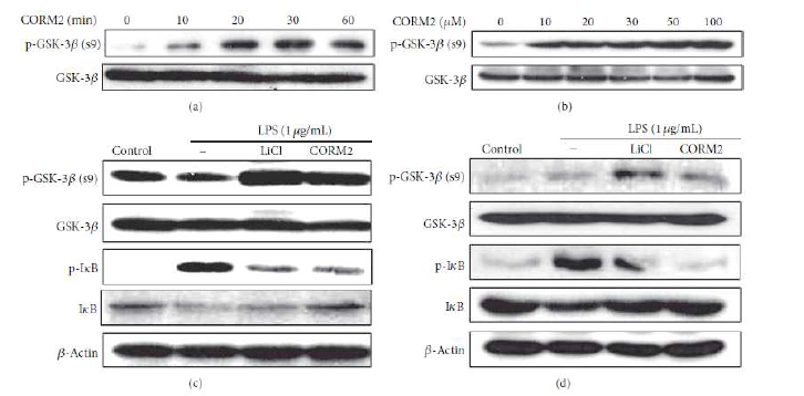 CO attenuates expression of GSK-3β signaling in human macrophage cell lines and MLNs