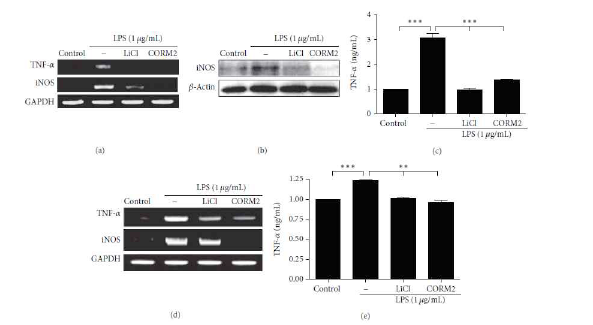 CO downregulates TNF-α and iNOS expression via inhibition of GSK-3βsignaling