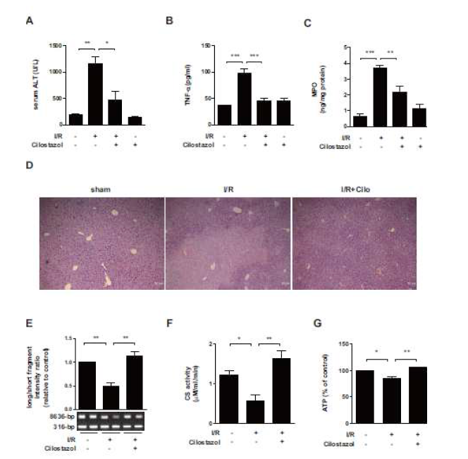 Cilostazol reduces I/R-induced hepatic injury