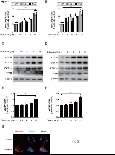 Cilostazol induces mitochondrial biogenesis