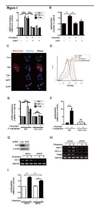 Cilostazol induces mitochondrial biogenesis through the induction of HO-1 and reducing ROS production