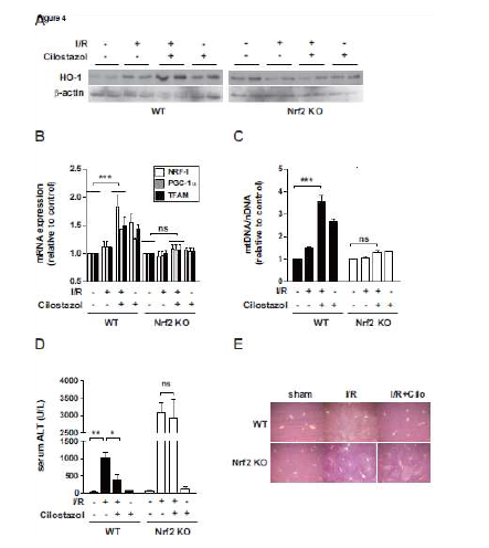 Cilostazol reduces I/R-induced hepatic injury in Nrf2 WT and KO mice