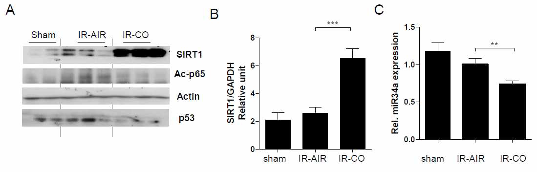 Carbon monoxide induces SIRT1 expression after hepatic ischemia/reperfusion (I/R)