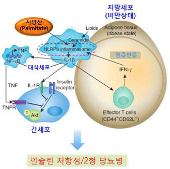 인플라마솜의 활성화와 관련된 대사질환