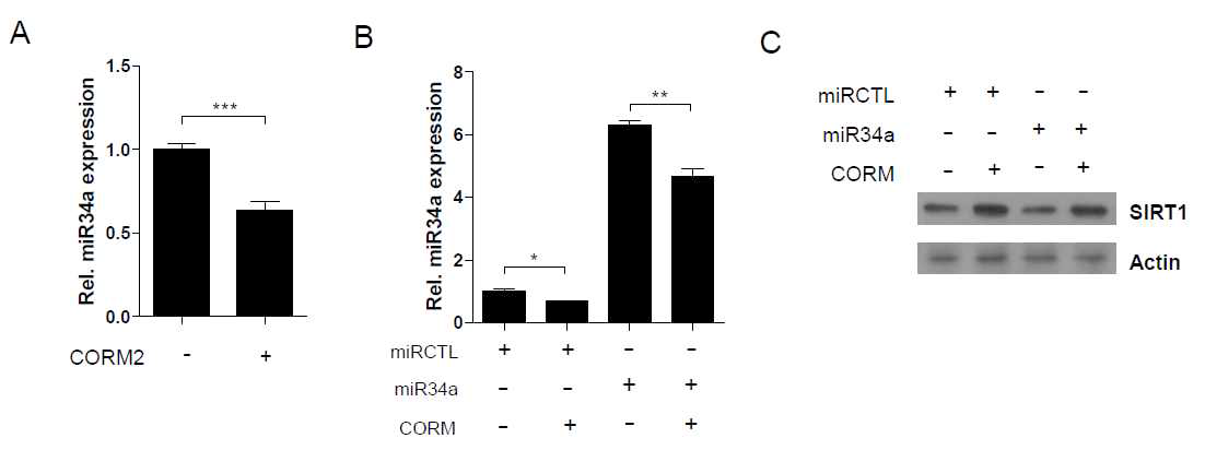 CO decreases miR34a expression and increases SIRT1 expression