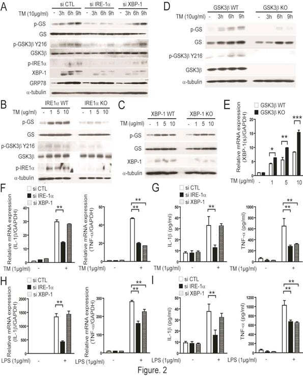 소포체 스트레스로 유도되는 IRE1α의 활성화는 두 개의 다른 downstream 분자인 GSK-3β와 XBP-1을 조절