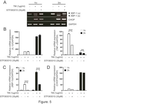 IRE1α-의존적인 XBP-1 splicing은 소포체 스트레스로 유도된 TNF-α 유전자 활성화와 연관