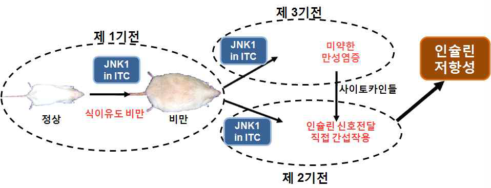 식이유도 인슐린 저항성에 있어서 JNK1의 작용 기전