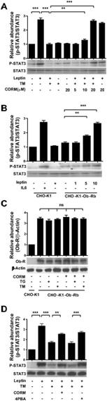 CO reverses endoplasmic reticulum (ER) stress-induced leptin resistance in SK-N-AS-Ob-Rb cells