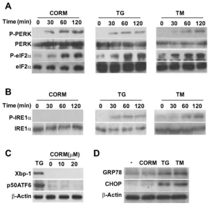 CO induces activation of the protein kinase R-like endoplasmic reticulum kinase (PERK) branch of the ER stress response in SK-N-AS-Ob-Rb cells