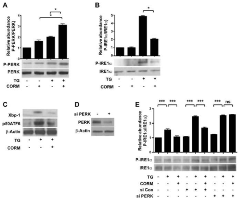 CO induces activation of PERK branch of ER stress in SK-N-AS-Ob-Rb cells