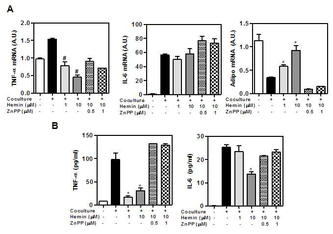 Hemin-induced BAG reduces transcript of inflammatory cytokines and the proteins release in cocultured adipocyte/macrophages