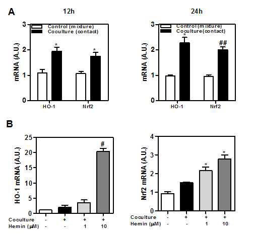 HO-1 and Nrf-2 expression in cocultured adipocytes/macrophages