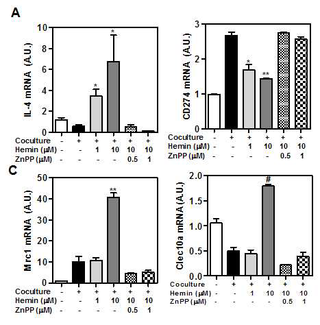 HO-1 induction alters macrophage M1/M2 polarization in cocultured adipocytes/macrophages