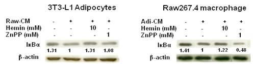 HO-1 induction inhibits NF-kB activation in adipocytes or macrophages treated with macrophage- or adipocyte-conditioned medium (CM)