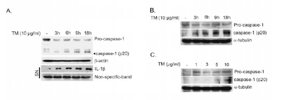 ER Stress stimulates pro-caspase-1 activation