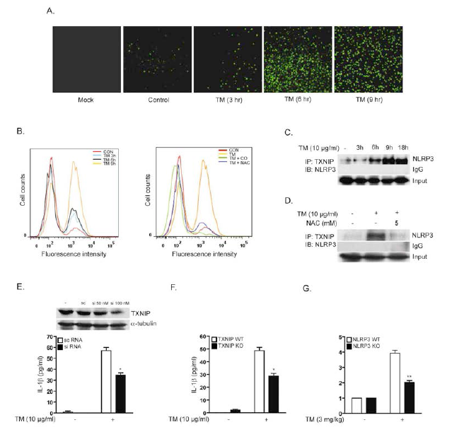 ER stress-mediated ROS accumulation leads to the activation of NLRP3 inflammasome through TXNIP