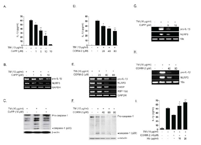 The HO-1/CO system inhibits pro-IL-1b synthesis and IL-1b maturation