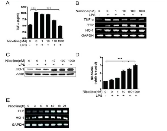 Nicotine induces the expression of both HO-1 and TTP in macrophages