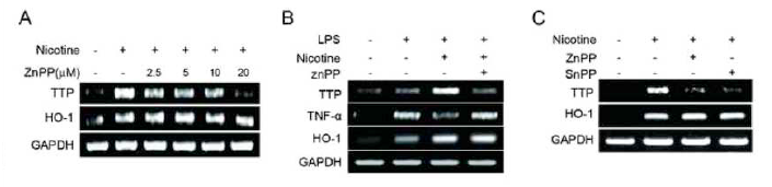 Inhibition of HO-1 activity attenuates the effect of nicotine on the TTP induction in macrophages