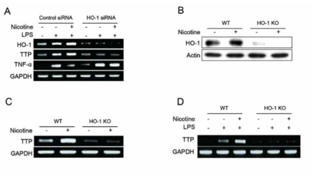 HO-1 gene silencing blocks the effects of nicotine on TTP induction in macrophages