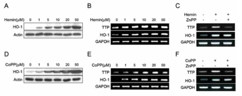 Induction of HO-1 increases TTP levels in macrophages