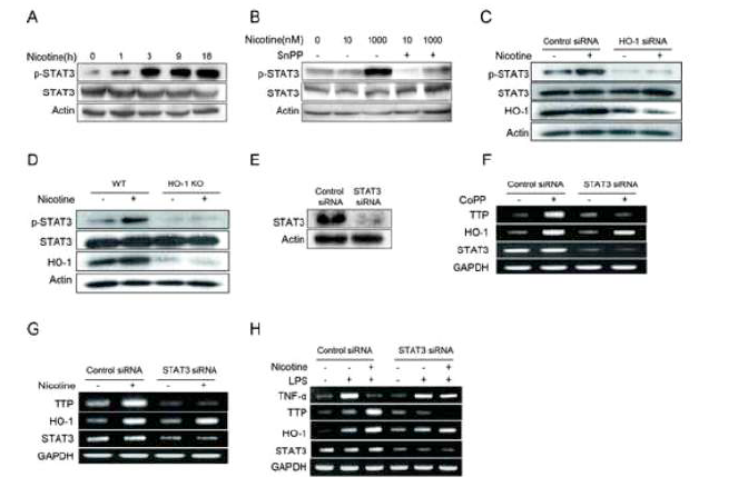 STAT3 is required for HO-1-induced TTP expression in macrophages