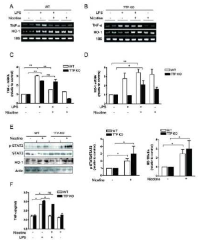 TTP deficiency does not affect nicotine-induced HO-1 expression in the LPS-induced endotoxemia mouse model