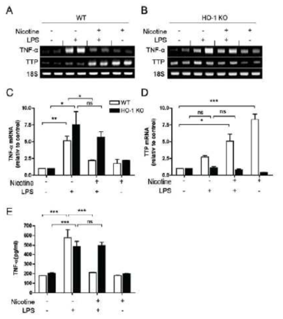 HO-1 deficiency blocks the effect of nicotine on TTP expression and TNF-a production in the LPS-induced endotoxemia mouse model