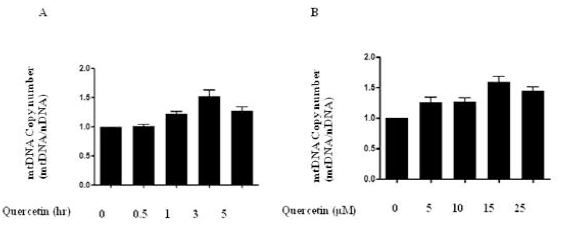 Time- and dose-dependent increases of mitochondrial DNA copy number by quercetin