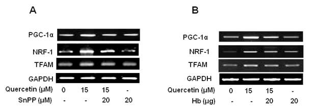 Decreased expression of mitochondrial biogenesis activators due to inhibition of HO-1/CO, and restoration of cell survival by quercetin