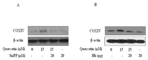 Decreased expression of mitochondrial protein due to inhibition of HO-1/CO, and restoration of cell survival by quercetin