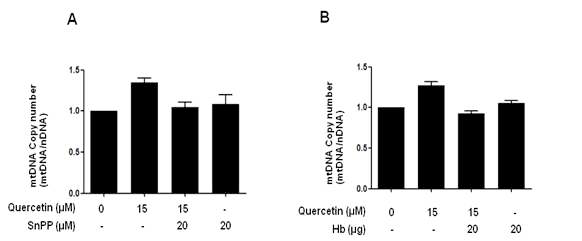 Effects of inhibition of HO-1/CO system on quercetin-induced induction of mitochondrial DNA copy number