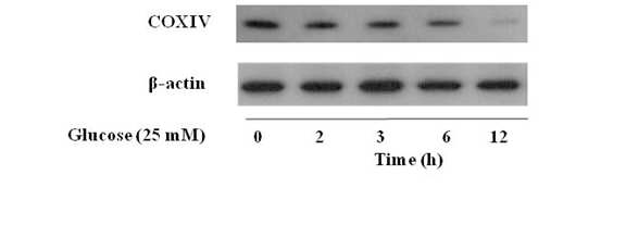 Time-dependent effect of high glucose (25mM) on COX-IV expression in HepG2 cells