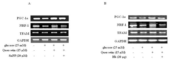 Effects of HO-1/CO on quercetin-induced rescue of mitochondrial integrity by high glucose