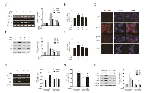 NO induces mitochondrial biogenesis through the induction of HO-1