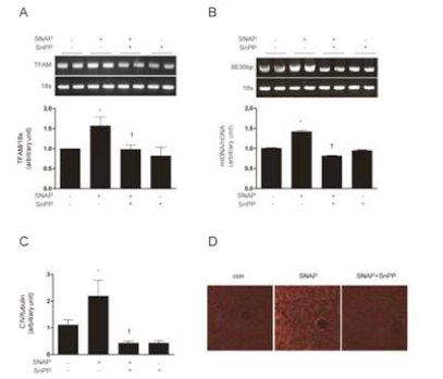 NO induced mitochondrial biogenesis through HO-dependent mechanisms in vivo