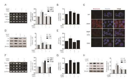 NO induces HO-1 expression through a cGMP-dependent pathway