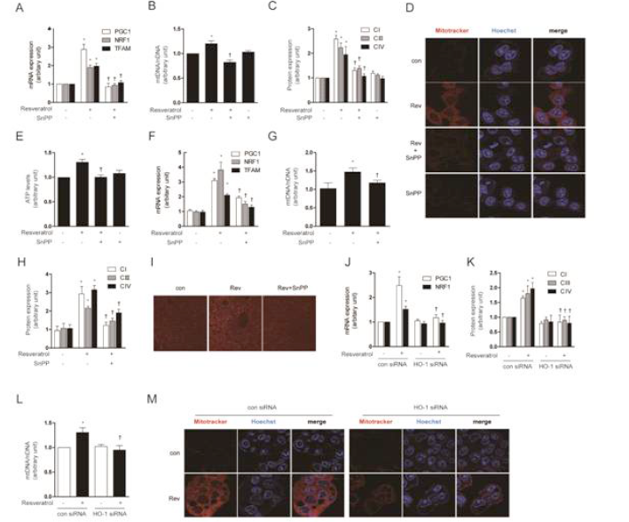 Resveratrol induces mitochondrial biogenesis through the sequential production of NO and CO