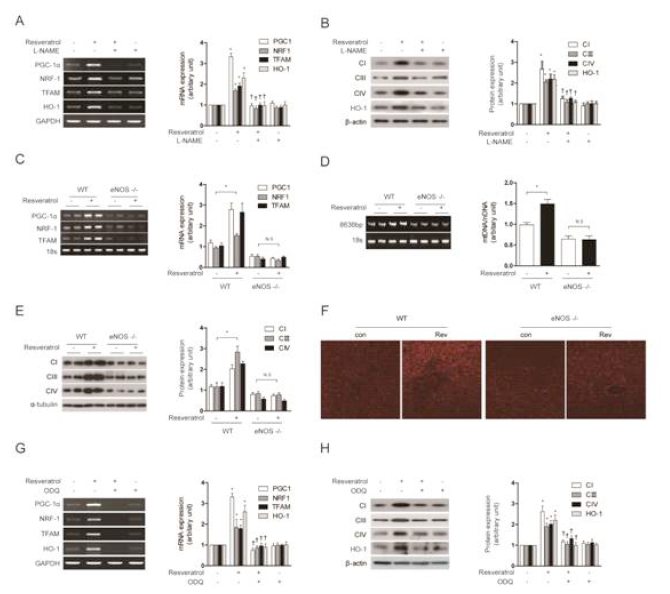 Resveratrol-induced mitochondrial biogenesis and HO-1 expression are mediated by an eNOS-cGMP-dependent pathway