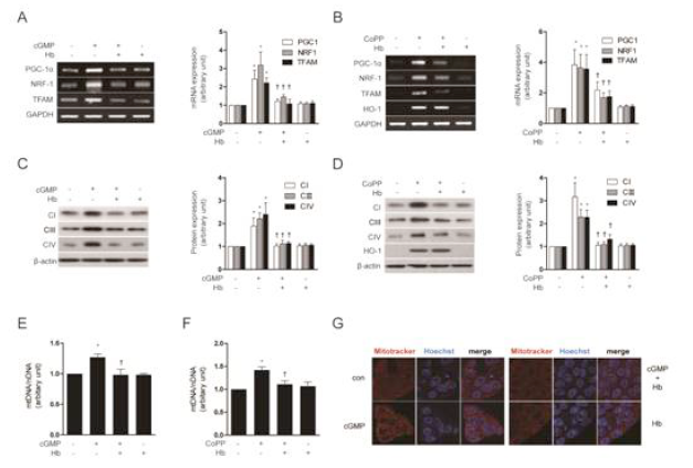 CO directly activates mitochondrial biogenesis associated transcriptional coactivators and increases mitochondrial DNA and protein