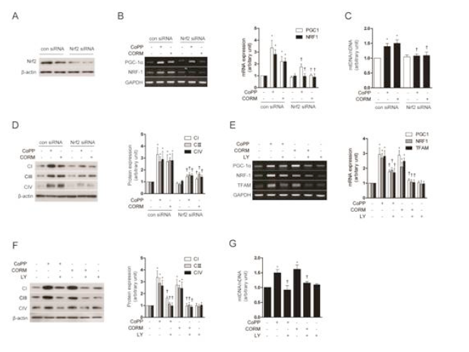 Nrf2-Akt activation is involved in mitochondrial biogenesis induced by the HO-1/CO system