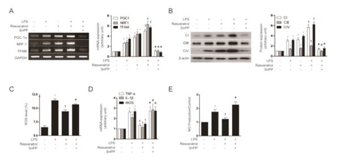 Resveratrol induces mitochondrial biogenesis and anti-inflammatory response through a pathway involving HO-1/CO