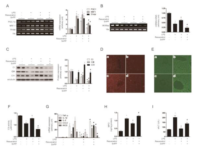 Resveratrol protects mice against hepatic injury by stimulation of mitochondrial biogenesis